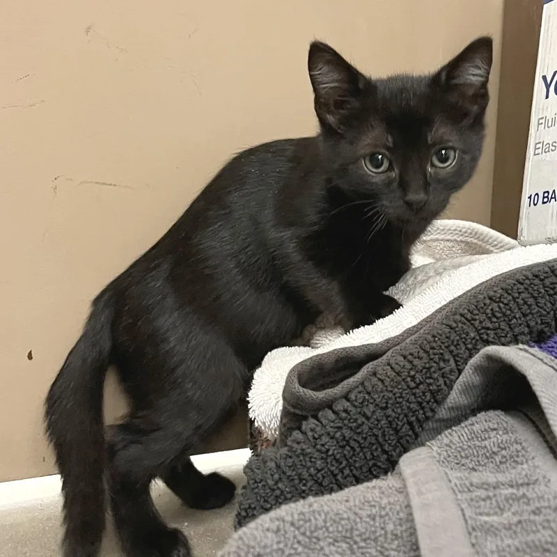 A baby small-sized male Black Domestic Short Hair cat named Knucklehead for adoption in York, PA