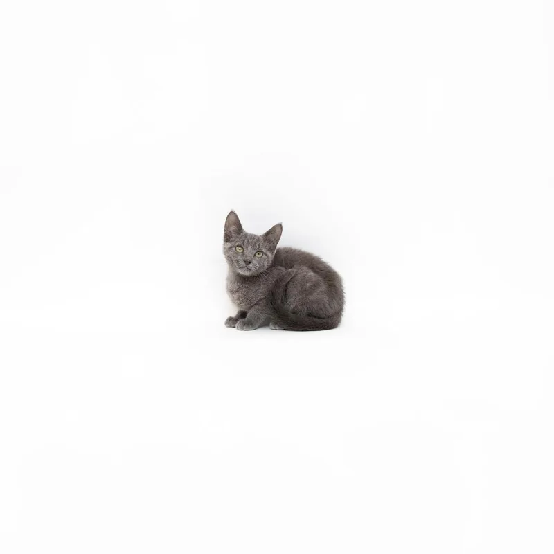 A baby small-sized male Gray / Blue / Silver Domestic Short Hair cat named Logan for adoption in Playa Vista, CA