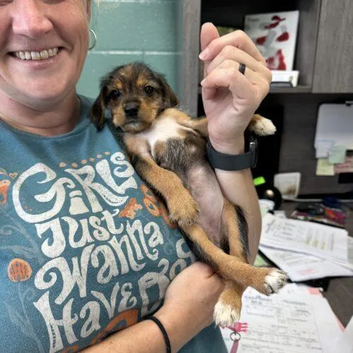 A baby small-sized female Beagle dog named Bellatrix for adoption in Christiansburg, VA