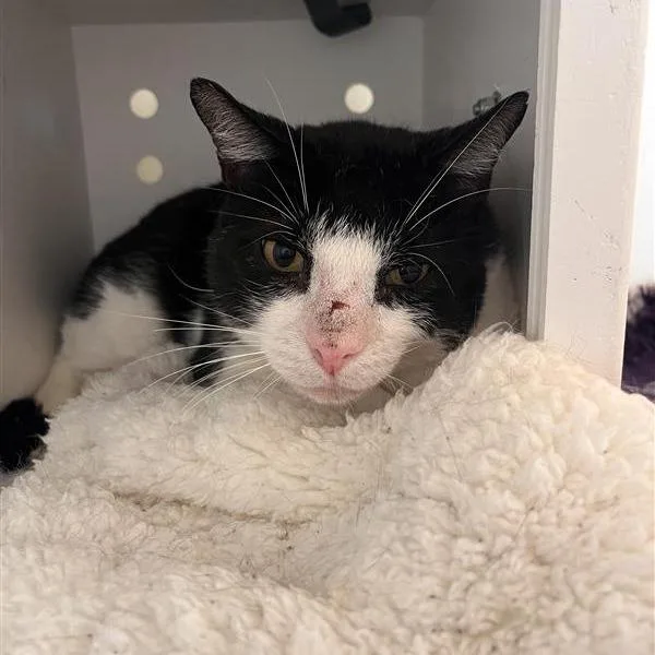 A senior large-sized male Black Domestic Short Hair cat named Chester E. Cheese for adoption in Bentonville, AR