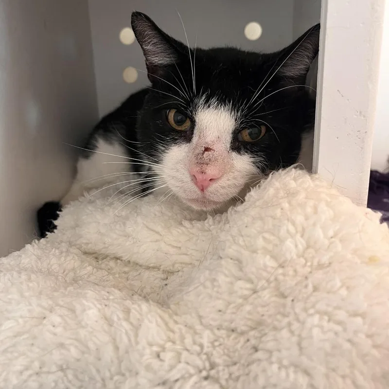 Chester E. Cheese thumbnail 2