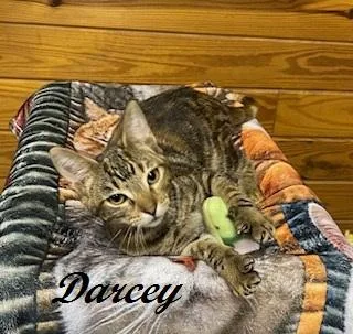 A baby medium-sized female Tabby (Brown / Chocolate) Tabby cat named Darcey for adoption in Southern Pines, NC