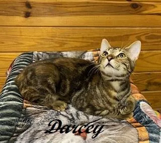 Darcey thumbnail 4