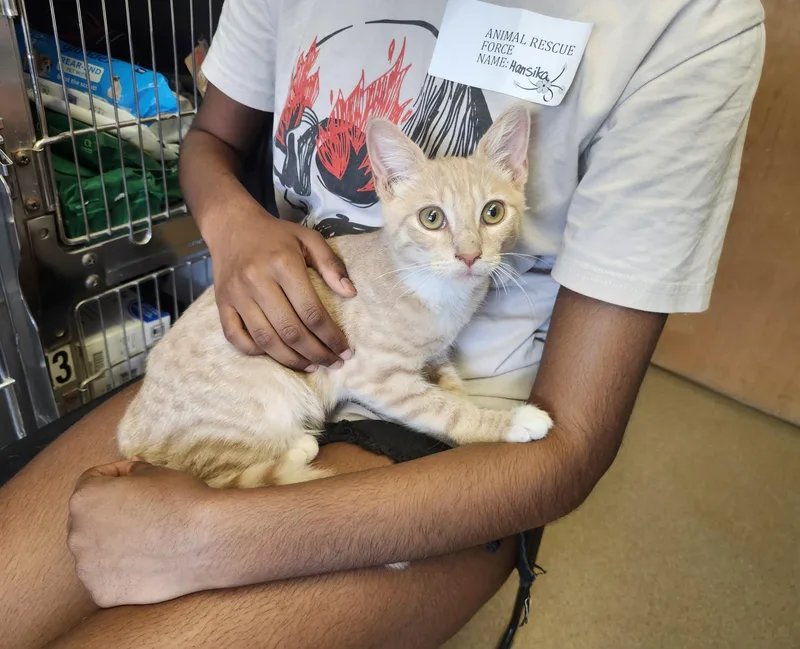 A baby small-sized male Buff / Tan / Fawn Domestic Short Hair cat named Sprite for adoption in East Brunswick, NJ
