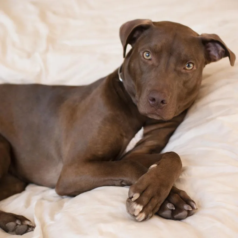 A young medium-sized male Brown / Chocolate Pit Bull Terrier dog named Boaz for adoption in Springfield, MO