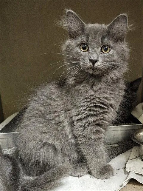 A baby medium-sized male Gray / Blue / Silver Domestic Long Hair cat named Pumkin for adoption in Clyde, NC