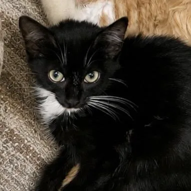 A baby medium-sized male Black & White / Tuxedo Domestic Short Hair cat named Watson for adoption in Hillsborough, NJ