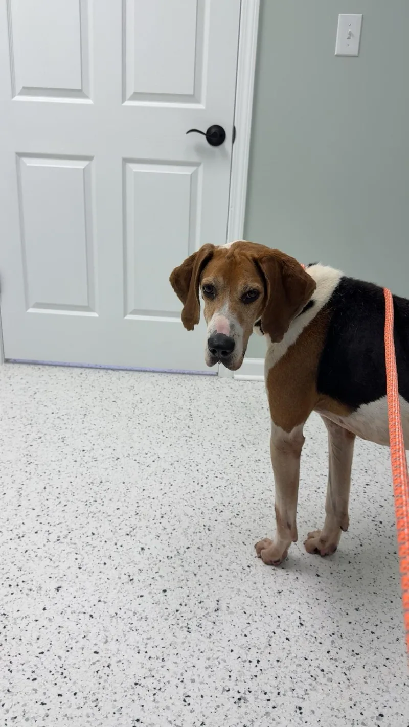 A senior large-sized male Tricolor (Brown, Black, & White) Coonhound dog named Boone for adoption in Elberton, GA