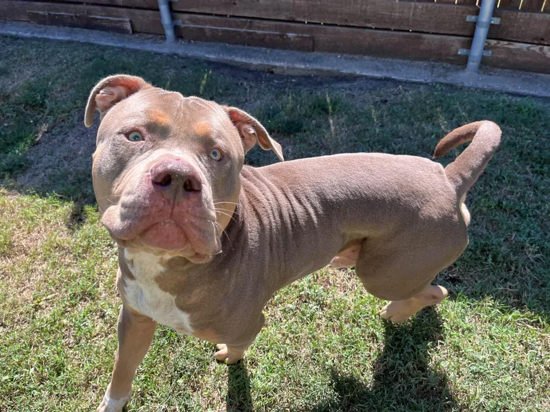 A young large-sized male American Staffordshire Terrier dog named Tank A for adoption in Plano, TX