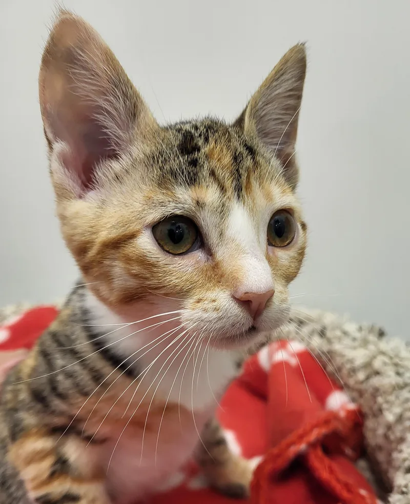 A baby medium-sized female Torbie Domestic Short Hair cat named Betty Crocker for adoption in Grayslake, IL