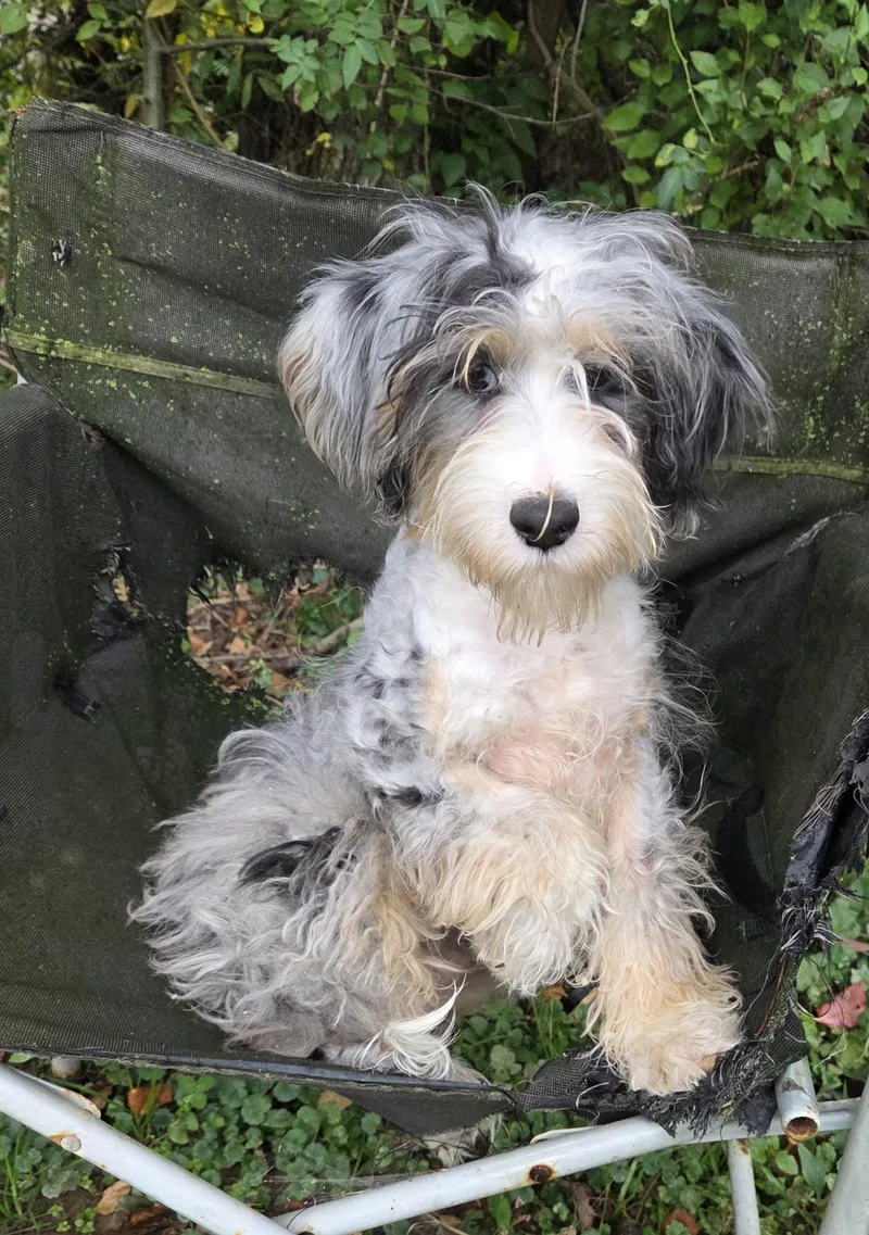 A baby small-sized male Bernadoodle dog named Mini Bernadoodle for adoption in Woodsfield, OH