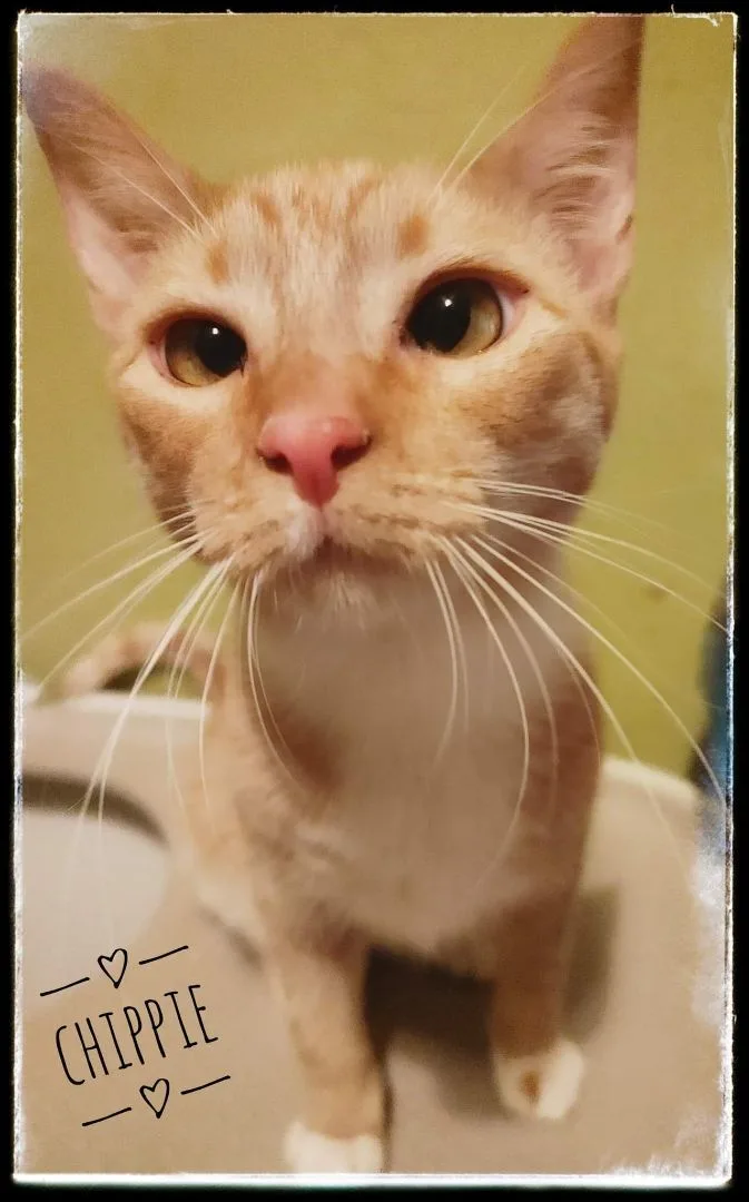 A young medium-sized female Orange & White Domestic Short Hair cat named Ziva David for adoption in HEMET, CA