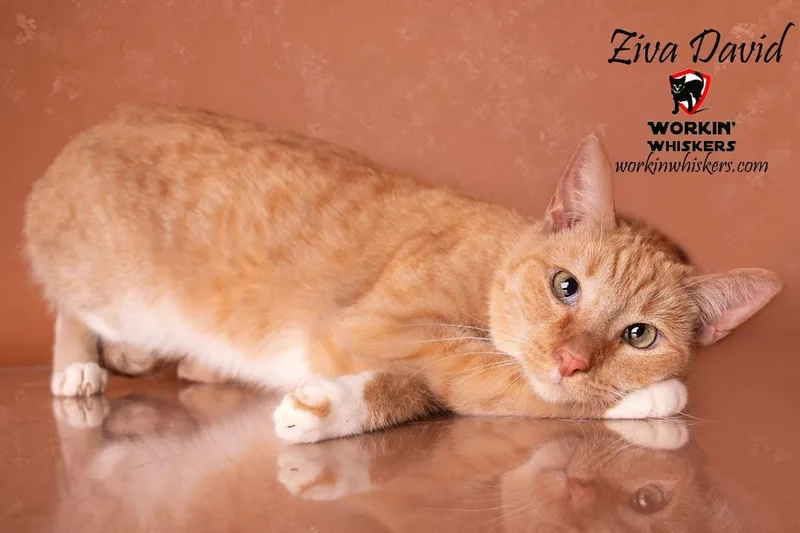 Ziva David thumbnail 2