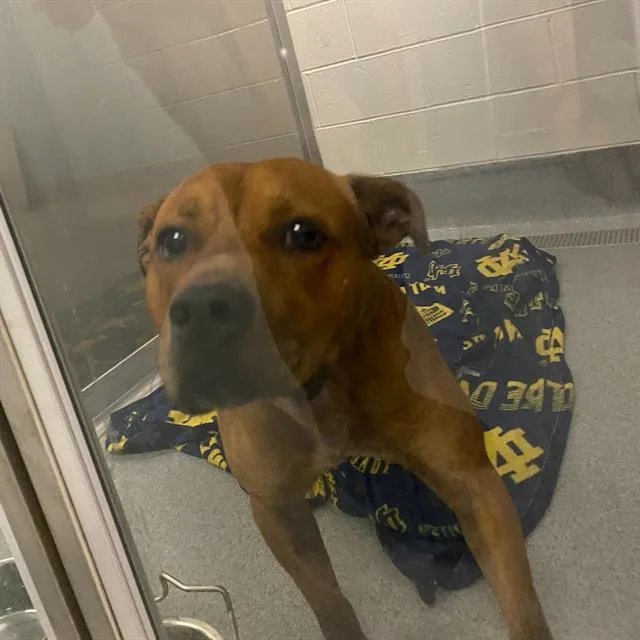 A young medium-sized male Boxer dog named Cheese for adoption in Indianapolis, IN
