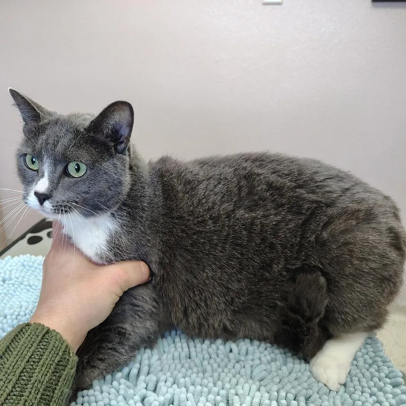 A senior large-sized female Gray / Blue / Silver Domestic Short Hair cat named Lilly for adoption in Coos Bay, OR