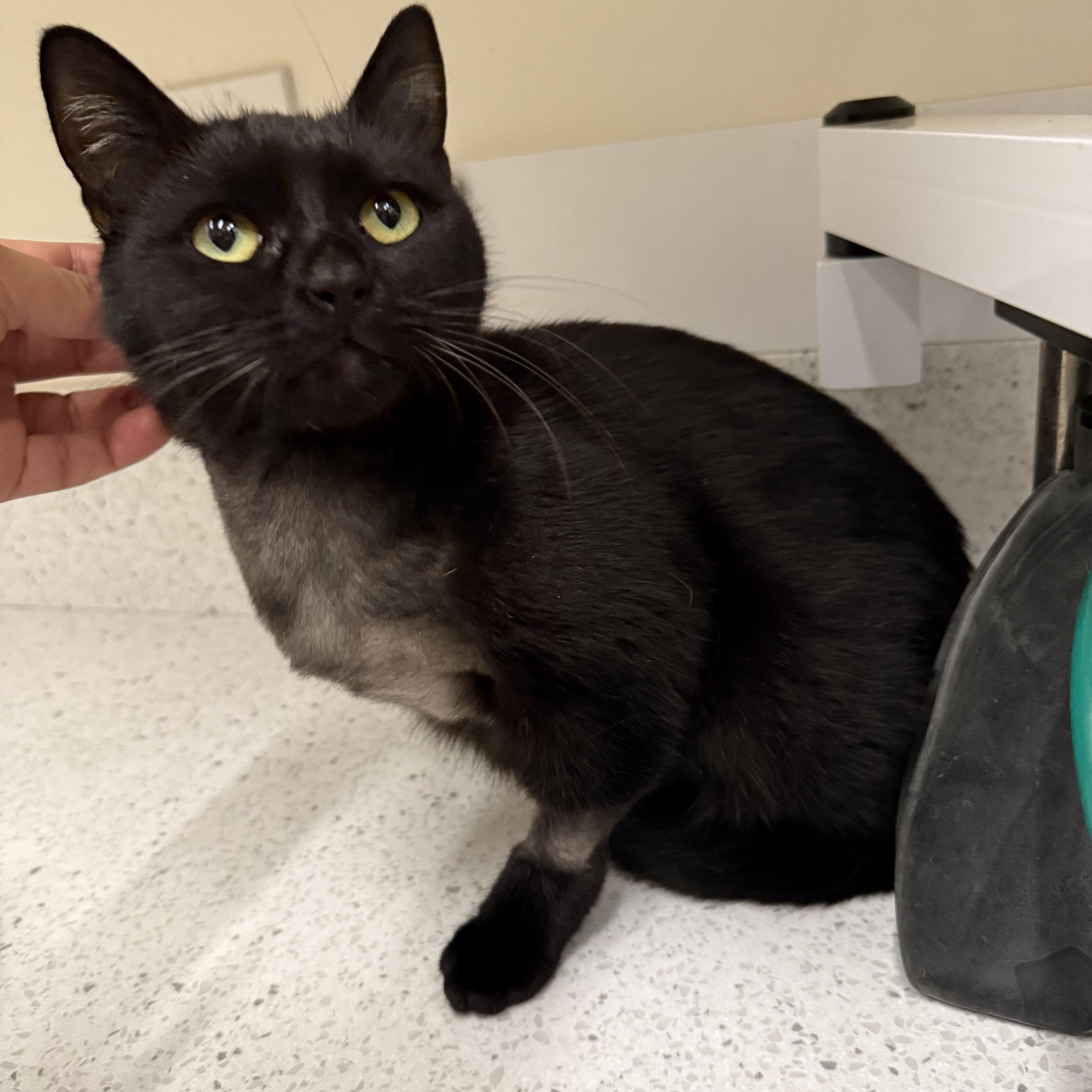 A young medium-sized female Black Domestic Short Hair cat named Onyx for adoption in Midway City, CA