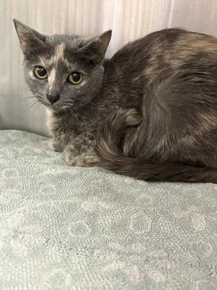 An adult large-sized female Domestic Short Hair cat named Laurie for adoption in Cincinnati, OH