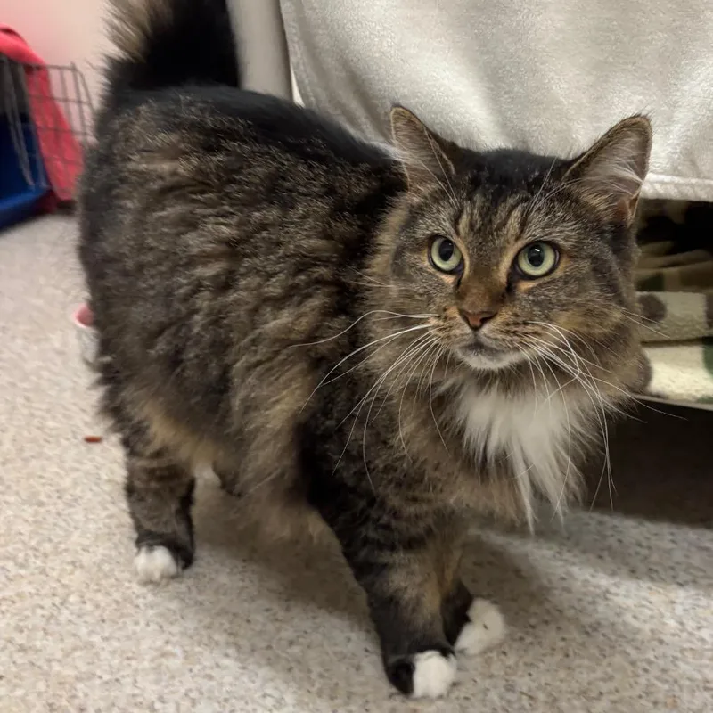 A senior large-sized female Brown / Chocolate Domestic Long Hair cat named Alice for adoption in Springfield, MA