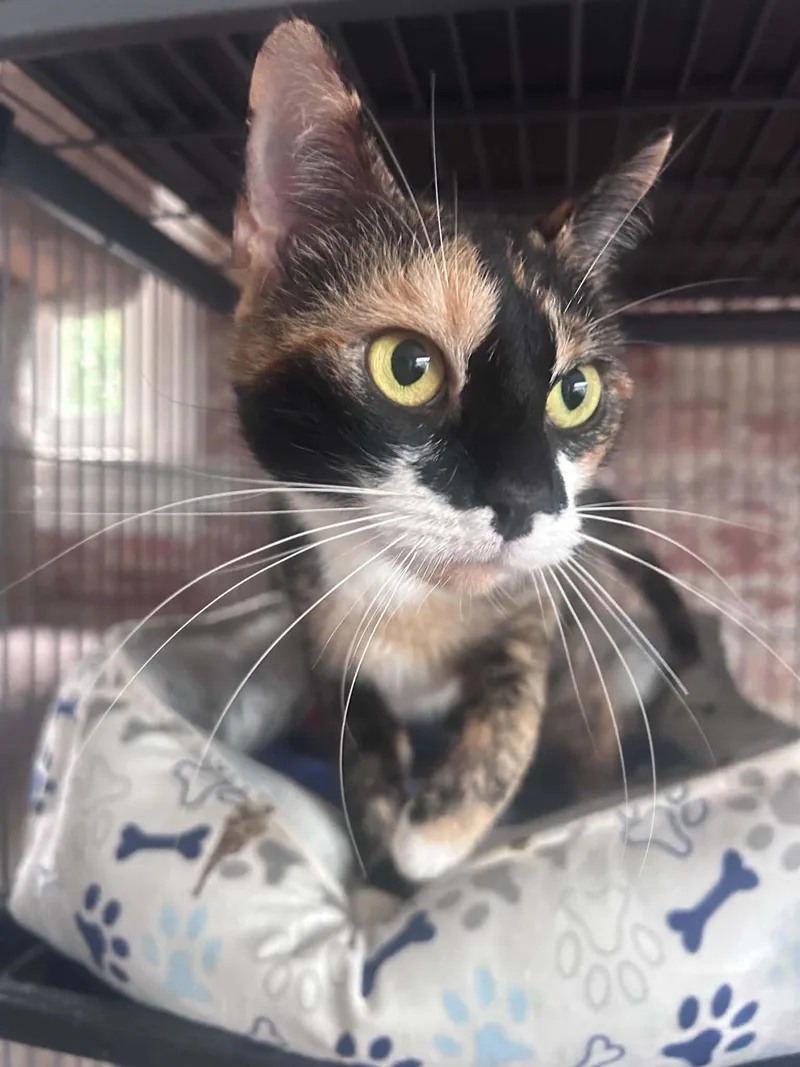 A baby small-sized female Calico cat named Willow for adoption in Huntington, NY