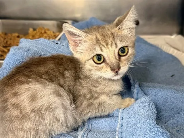 A baby small-sized female Domestic Medium Hair cat named Lola for adoption in Santa Rosa, CA