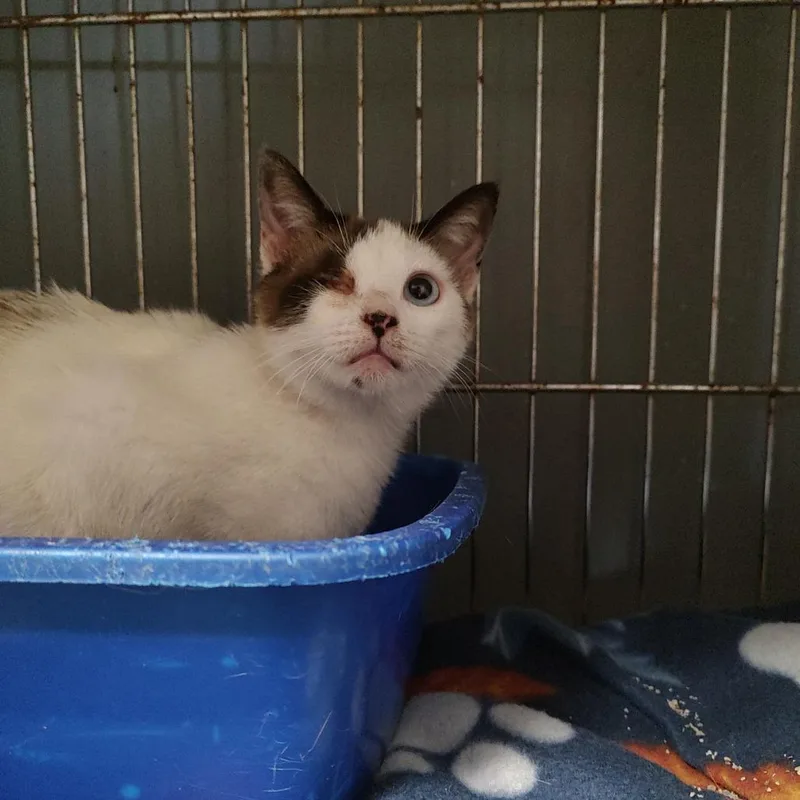 A young small-sized female White Domestic Short Hair cat named Jewel C for adoption in Corsicana, TX