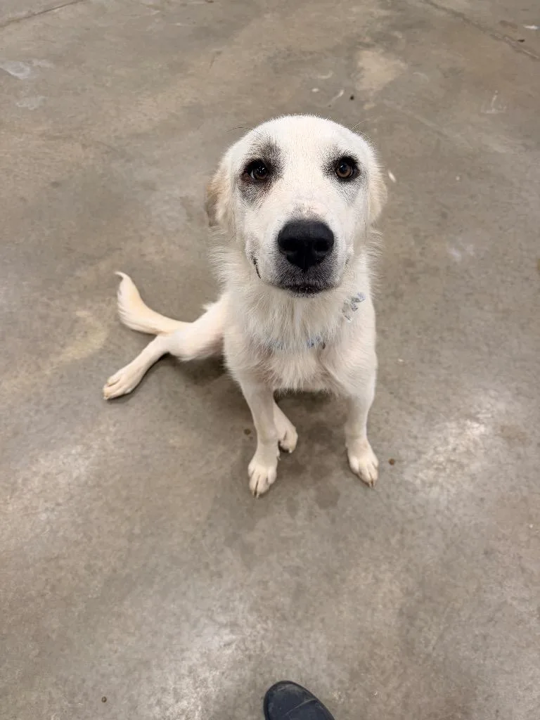 A young large-sized female Great Pyrenees dog named Independence aka Indie for adoption in Newcastle, OK