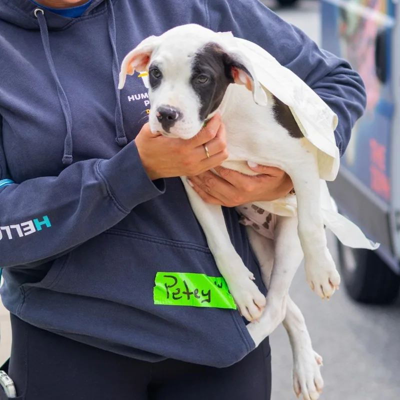 A baby small-sized male Black Australian Shepherd dog named Petey for adoption in Wilmington, DE