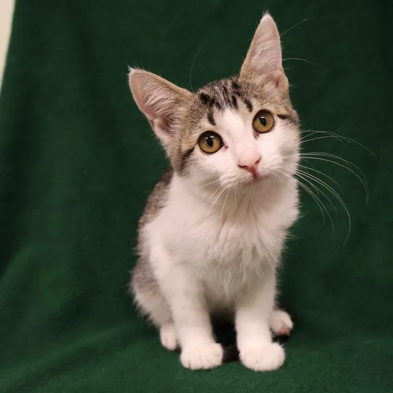 A baby small-sized female White Domestic Short Hair cat named Syrup for adoption in Saint Charles, MO