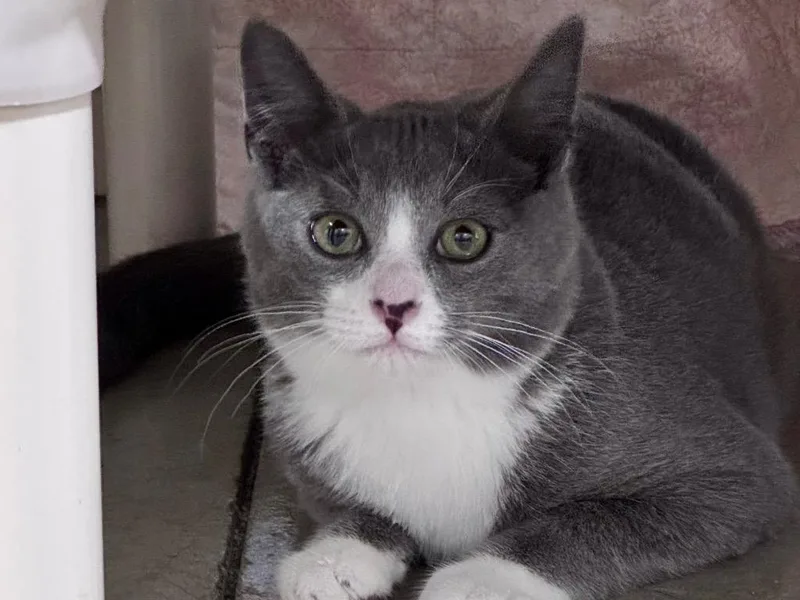 A baby small-sized male Domestic Short Hair cat named Gus for adoption in Powell, OH