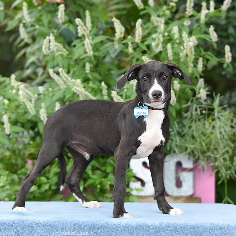A baby small-sized male Black Retriever dog named Newton for adoption in Wake Forest, NC