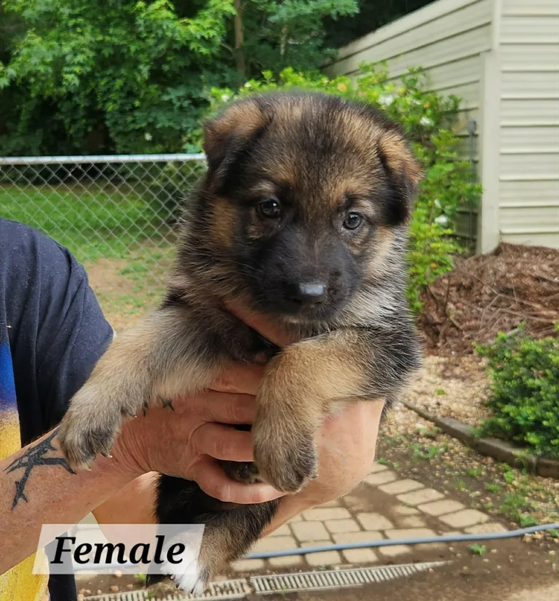 A baby medium-sized female German Shepherd Dog dog named Lucy for adoption in Royal Palm Beach, FL