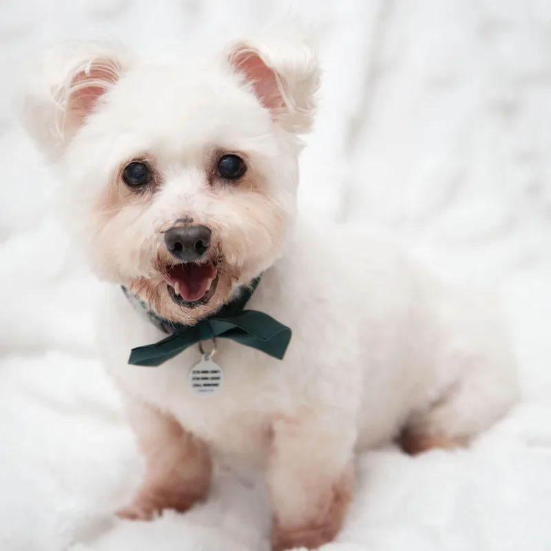 An adult small-sized male White / Cream Poodle dog named Toto for adoption in Santa Monica, CA