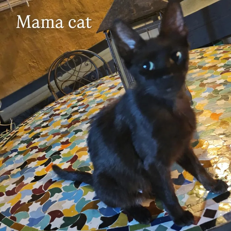 A young small-sized female Black Domestic Short Hair cat named Madeline for adoption in Pacific Palisades, CA