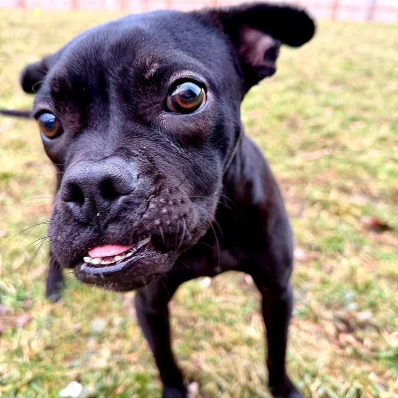 An adult medium-sized female Black Mixed Breed dog named Toffee Teefer for adoption in Dayton, OH