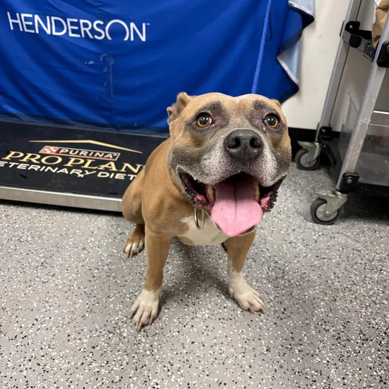 Keena Stray Pit