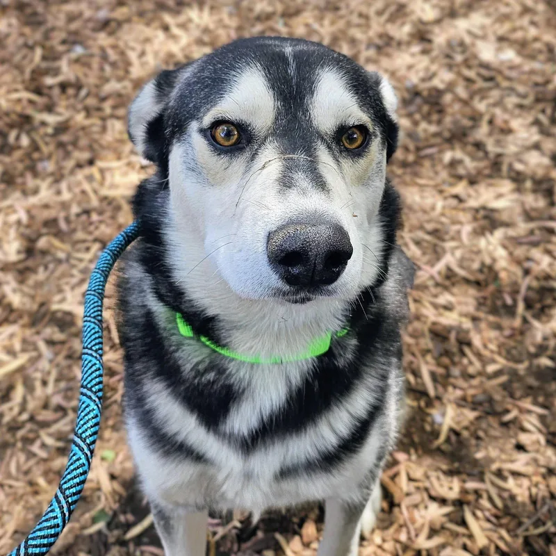 A young large-sized male Siberian Husky dog named Lightfoot for adoption in Oakland, CA