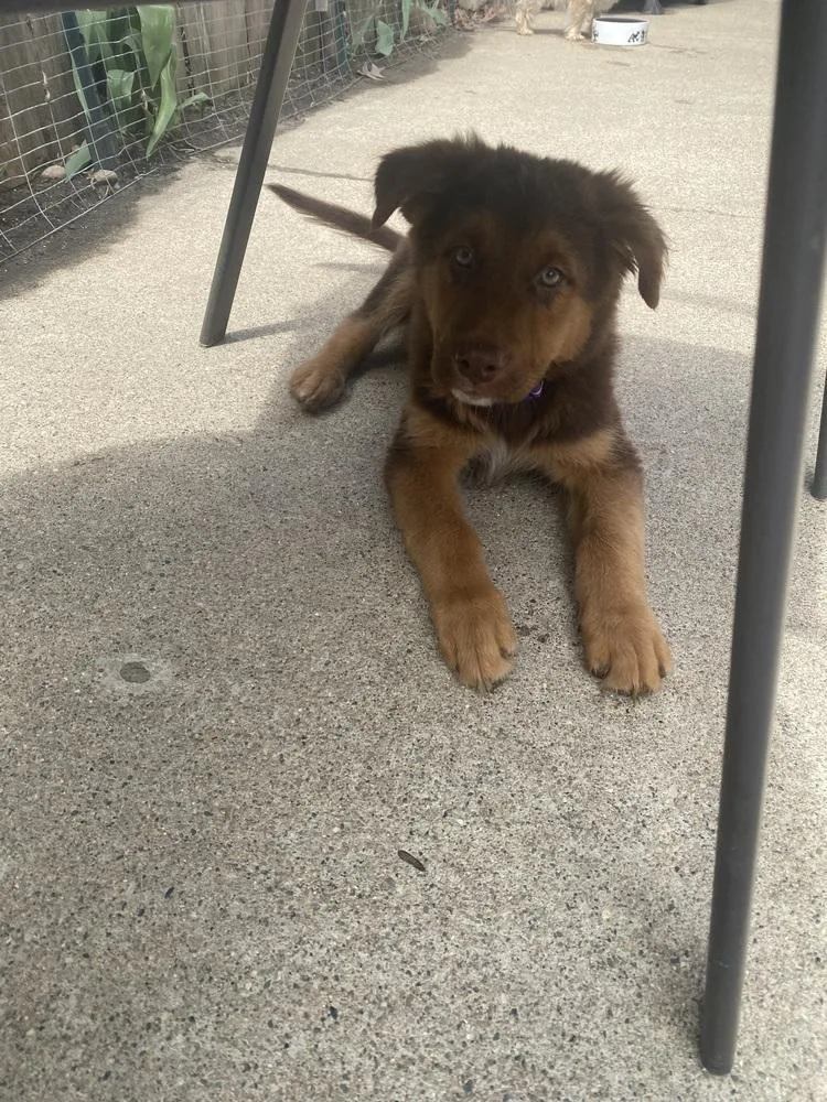 A baby large-sized male Mixed Breed dog named Luigi for adoption in Plymouth, MI