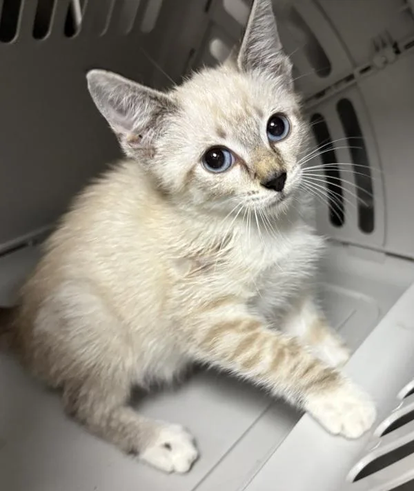 A baby small-sized male Domestic Short Hair cat named If for adoption in Lawrenceville, GA