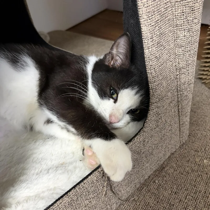 A baby medium-sized male Black & White / Tuxedo Domestic Short Hair cat named Snickers for adoption in Greensburg, PA