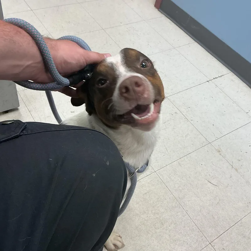 An adult medium-sized male White / Cream Pit Bull Terrier dog named Clay for adoption in St Joseph, MO