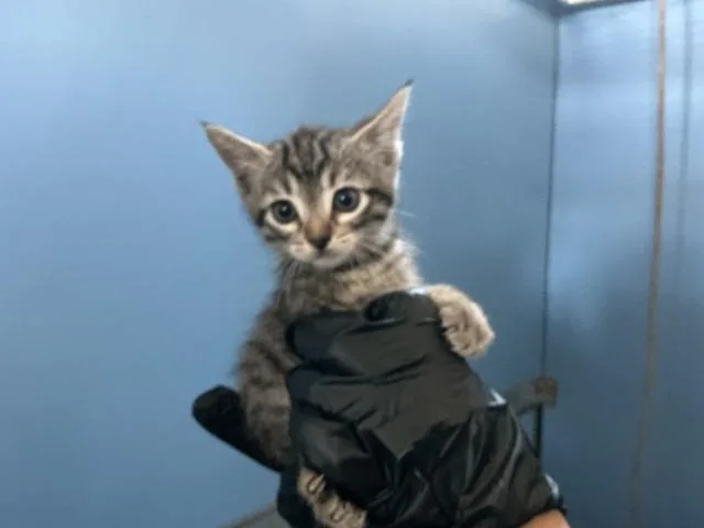 A baby small-sized female Domestic Short Hair cat named Sierra for adoption in San Bernardino, CA