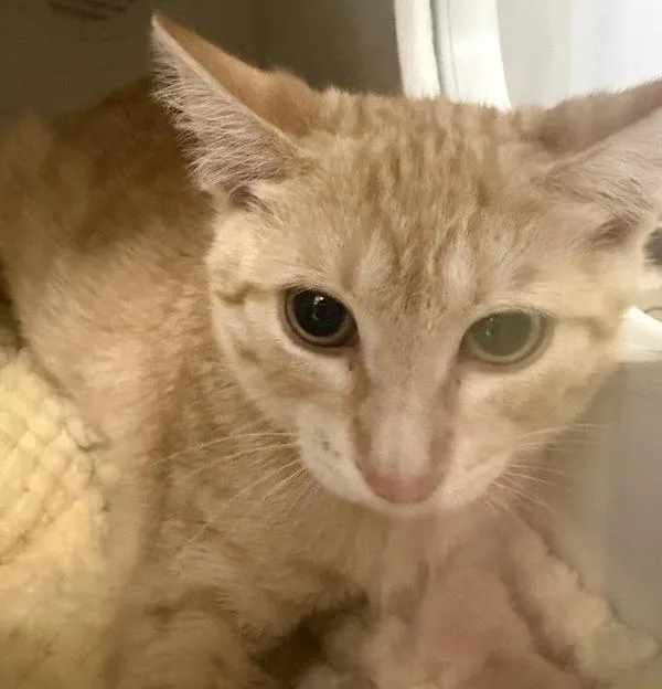 A baby medium-sized female Domestic Short Hair cat named Bonnie for adoption in El Cajon, CA