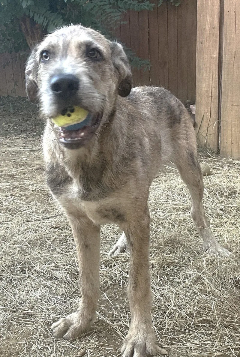 A young large-sized male Terrier dog named Aslan for adoption in Wetumpka, AL