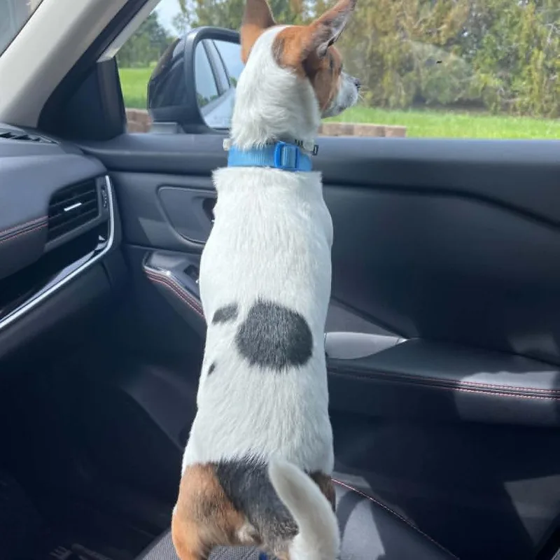 An adult small-sized male White / Cream Jack Russell Terrier dog named Pantz for adoption in Olathe, KS