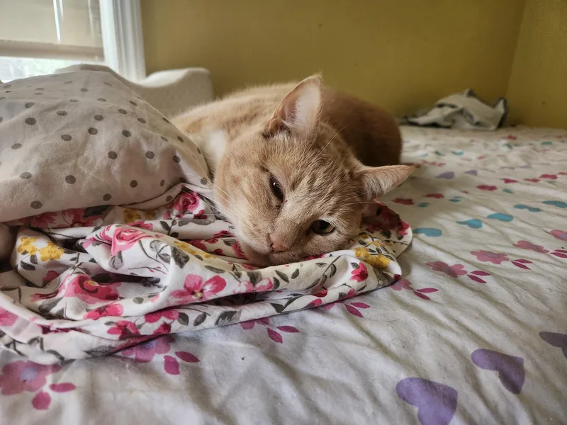A senior large-sized male Orange & White Domestic Short Hair cat named Marshall for adoption in Berkeley Heights, NJ
