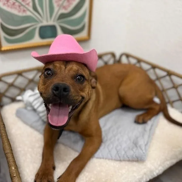 A young small-sized female Brown / Chocolate Pug dog named Beanie Baby Bundle Of for adoption in Friendswood, TX