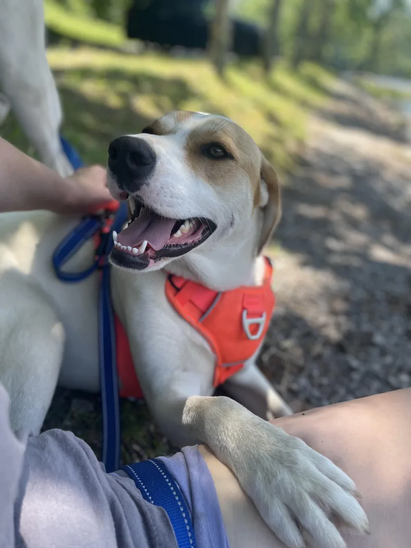 An adult medium-sized female White / Cream Foxhound dog named Lyra Latte Friendly for adoption in Andover, MA
