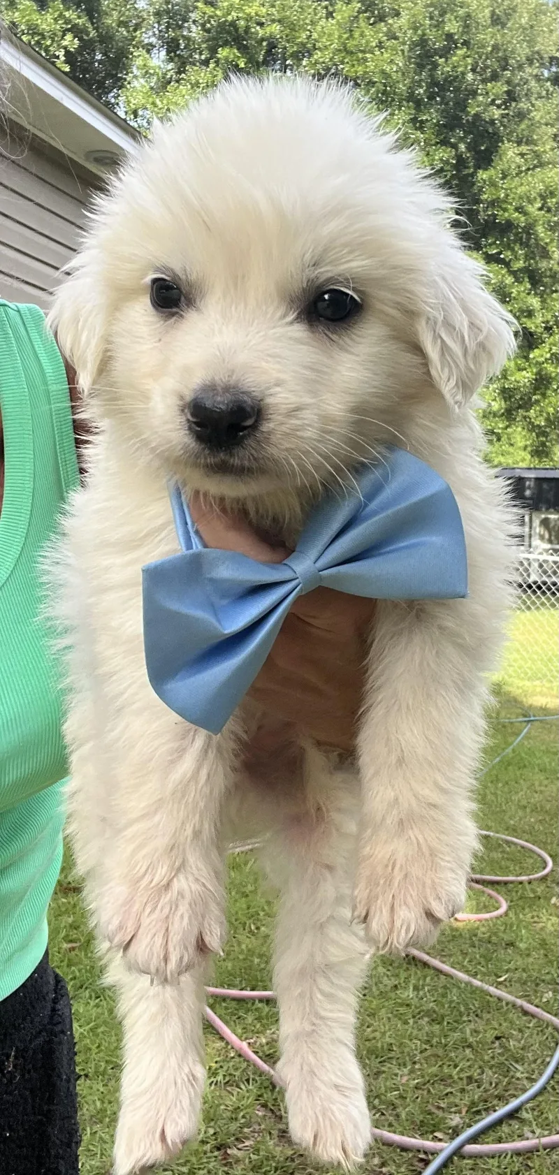 A baby large-sized male Great Pyrenees dog named Pineapple for adoption in Gilbert, SC