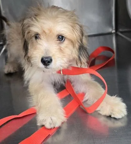 A young small-sized male Terrier dog named Jack for adoption in Gainesville, FL