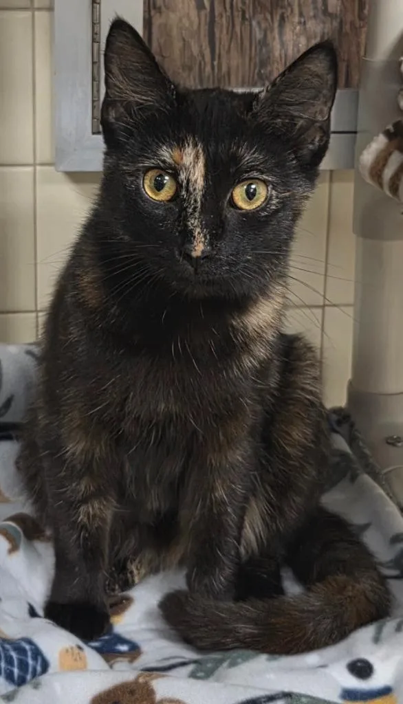 A young medium-sized female Domestic Short Hair cat named Brindle for adoption in Olean, NY